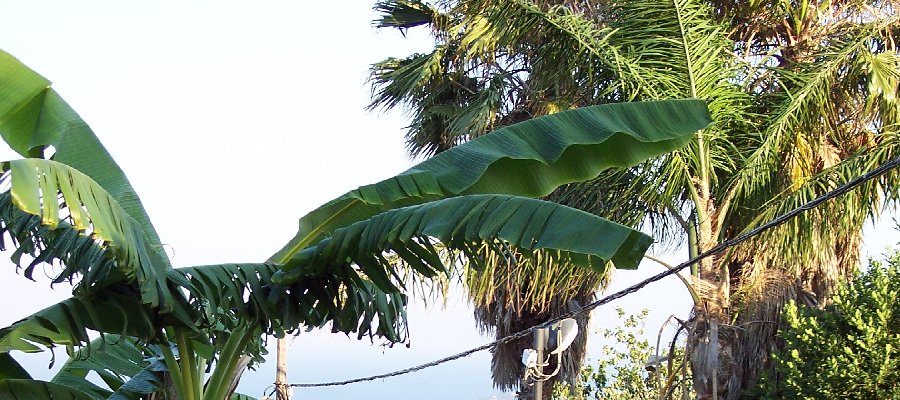 Css Template Preview